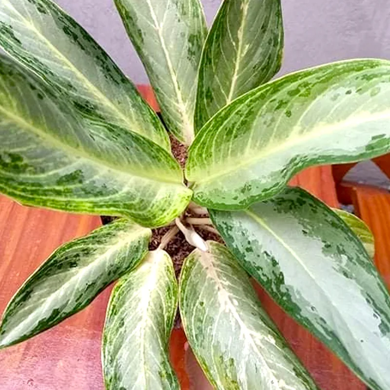 Aglaonema Golden Bay