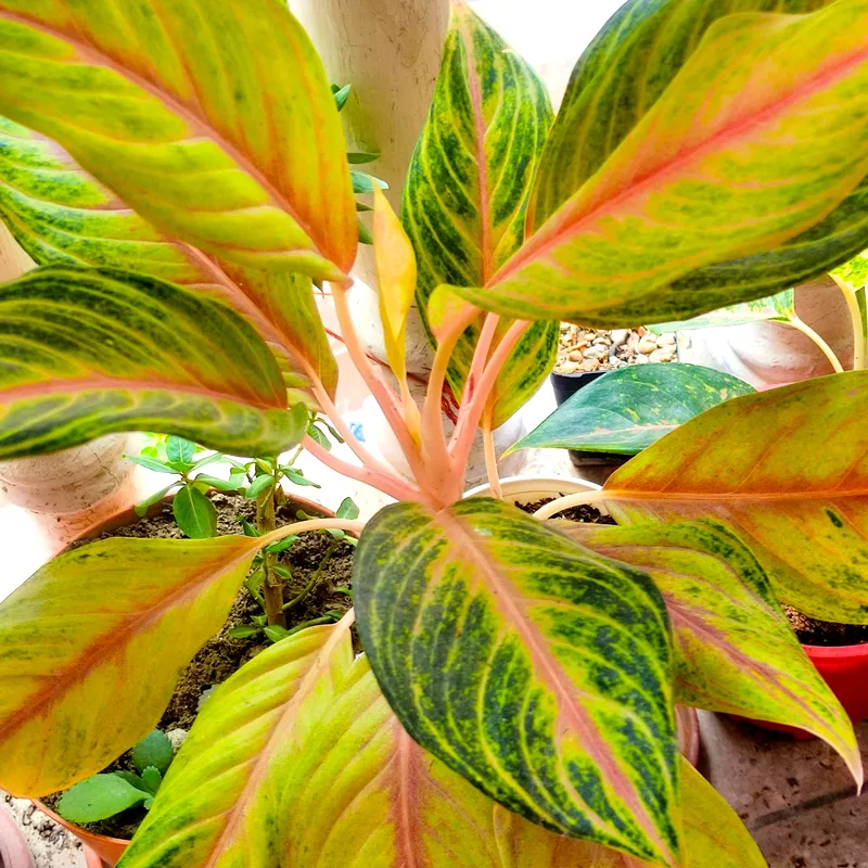 Aglaonema Golden Fluorite