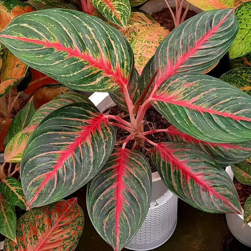 Aglaonema Red Emerald