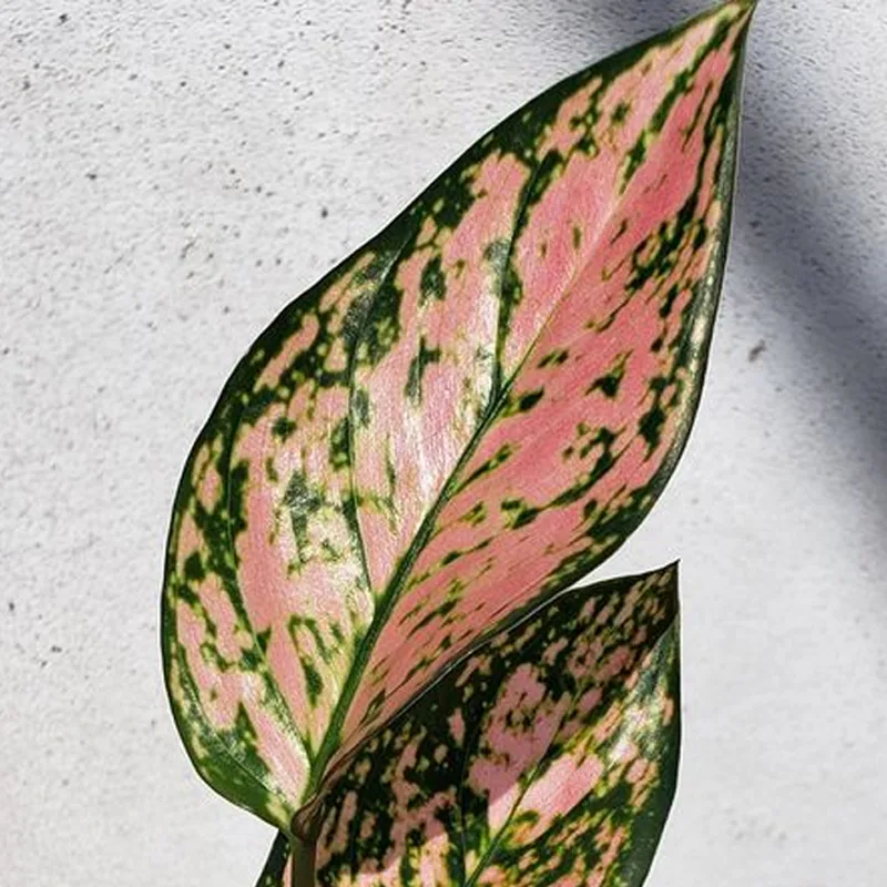 Aglaonema Ruby Ray