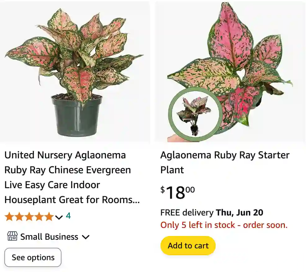 Aglaonema Ruby Ray