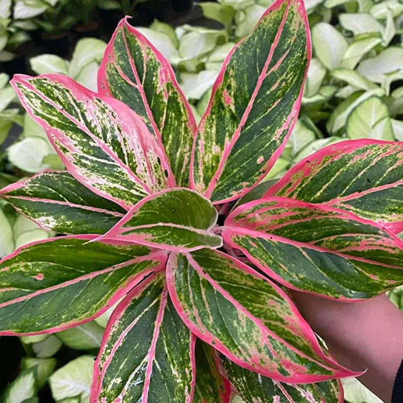 Aglaonema Siam Pink