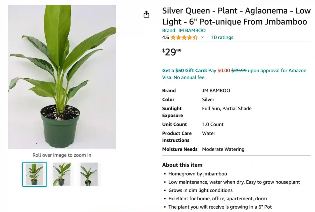 Aglaonema Silver Queen | Monsteraholic