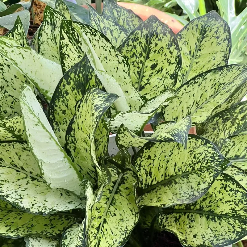 Aglaonema Snow White