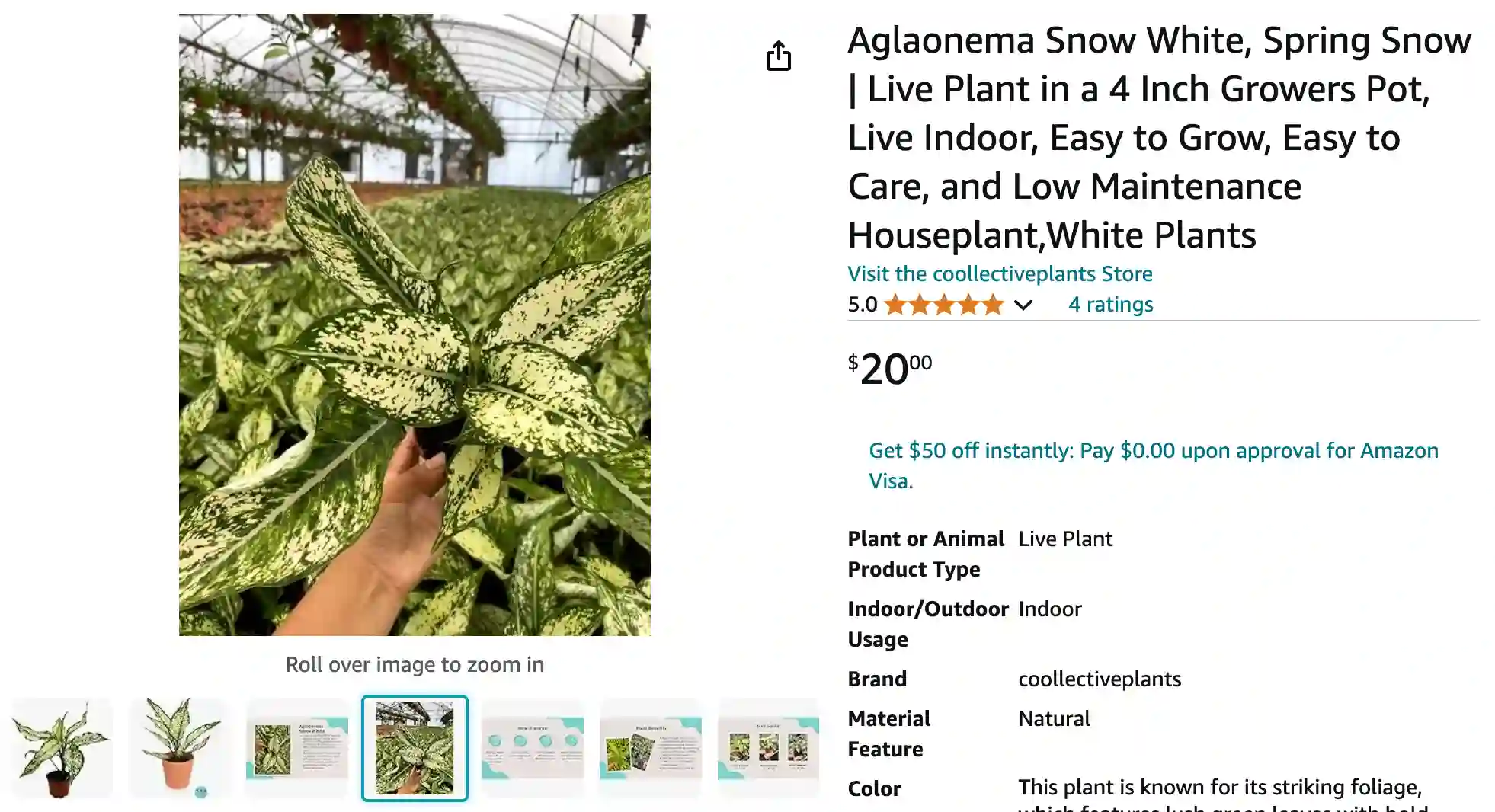 Aglaonema Snow White | Monsteraholic