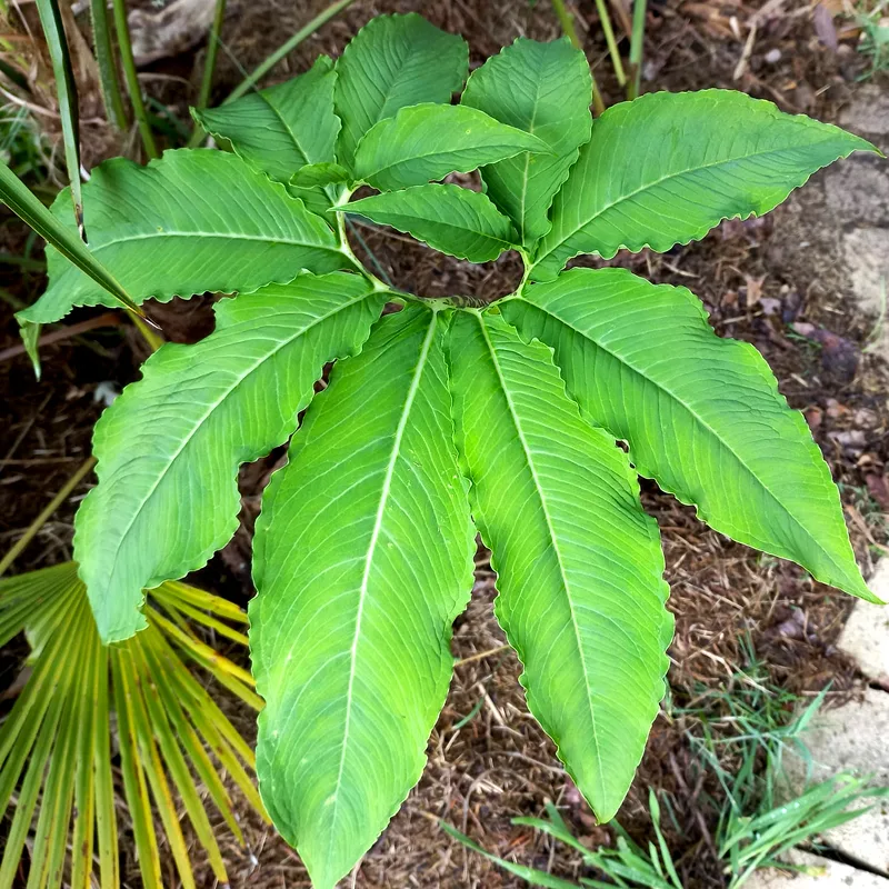 Arum Cornutum