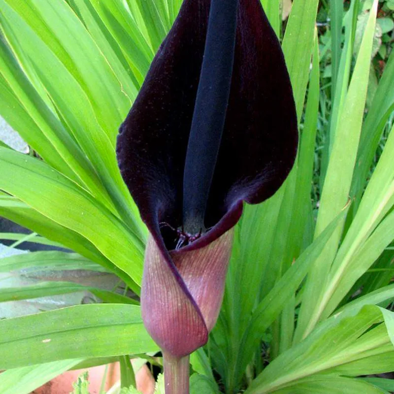 Plant FAQs: Arum Palaestinum - Black Calla Lily