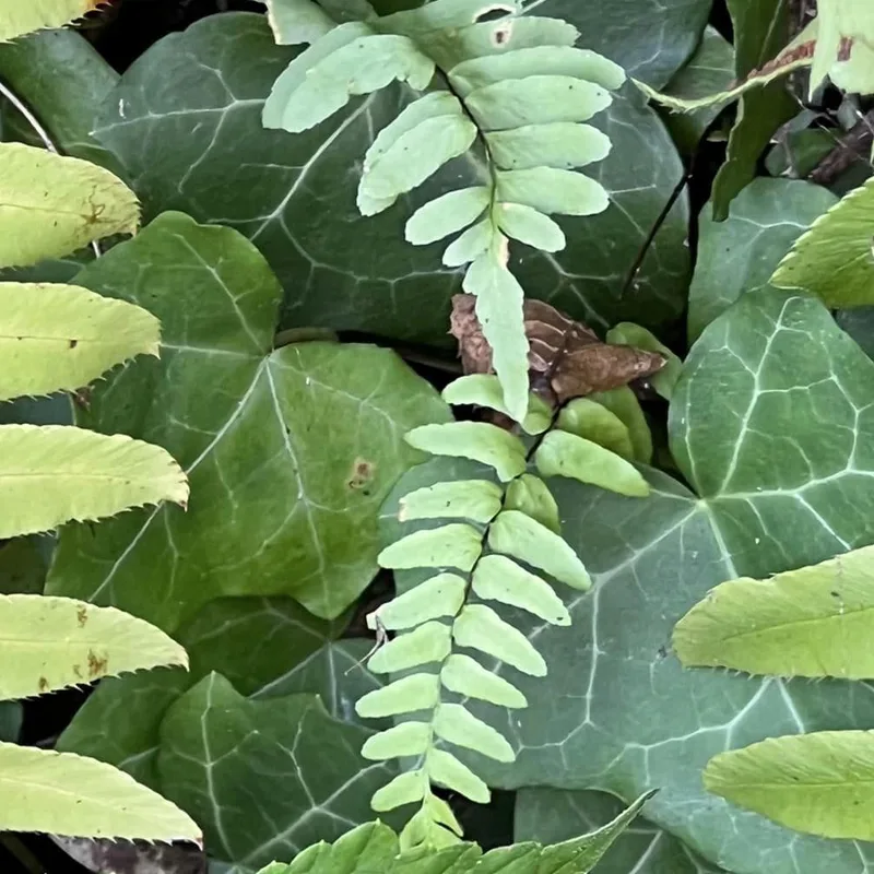 Asplenium Platyneuron