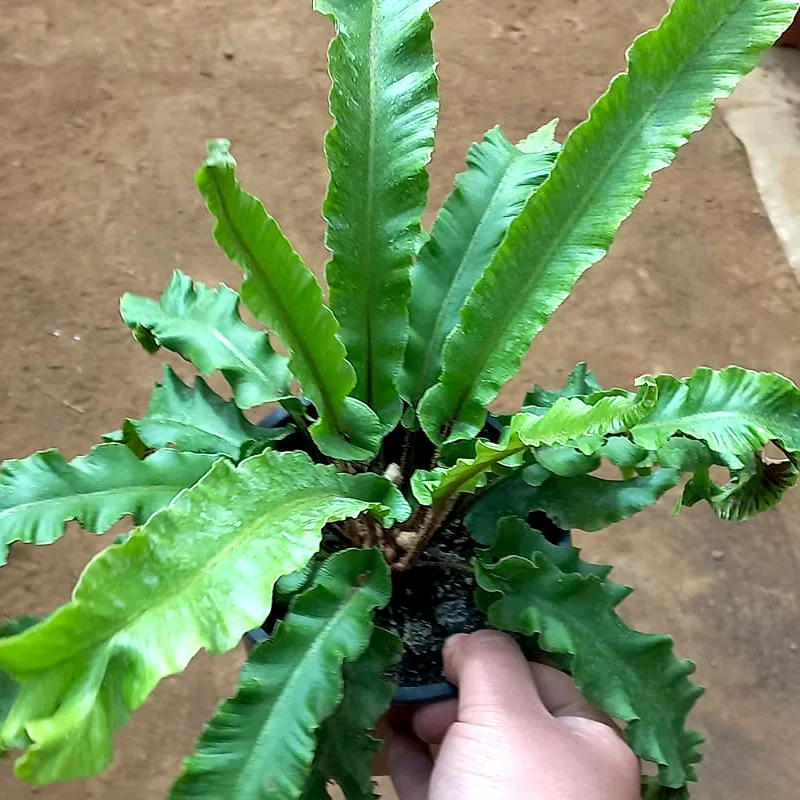 Asplenium Scolopendrium