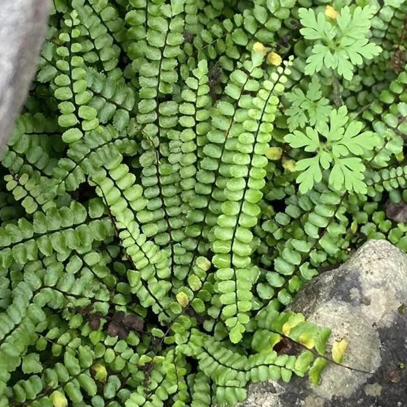 Asplenium Trichomanes