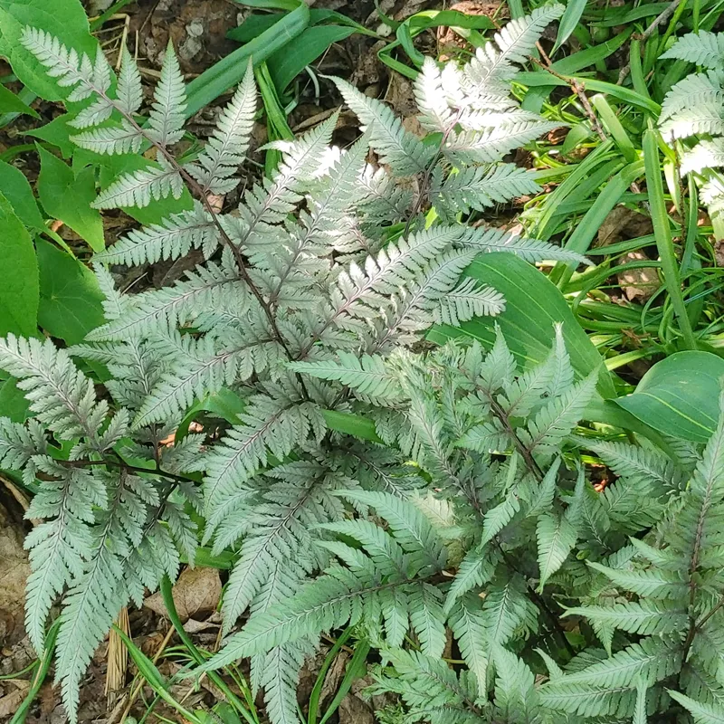 Athyrium Ghost