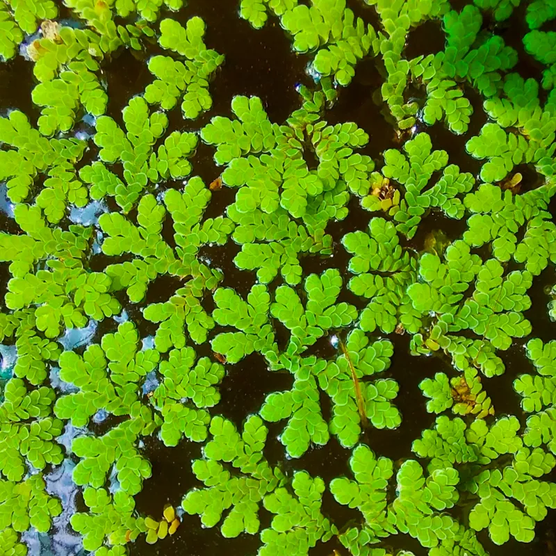 Azolla Filiculoides