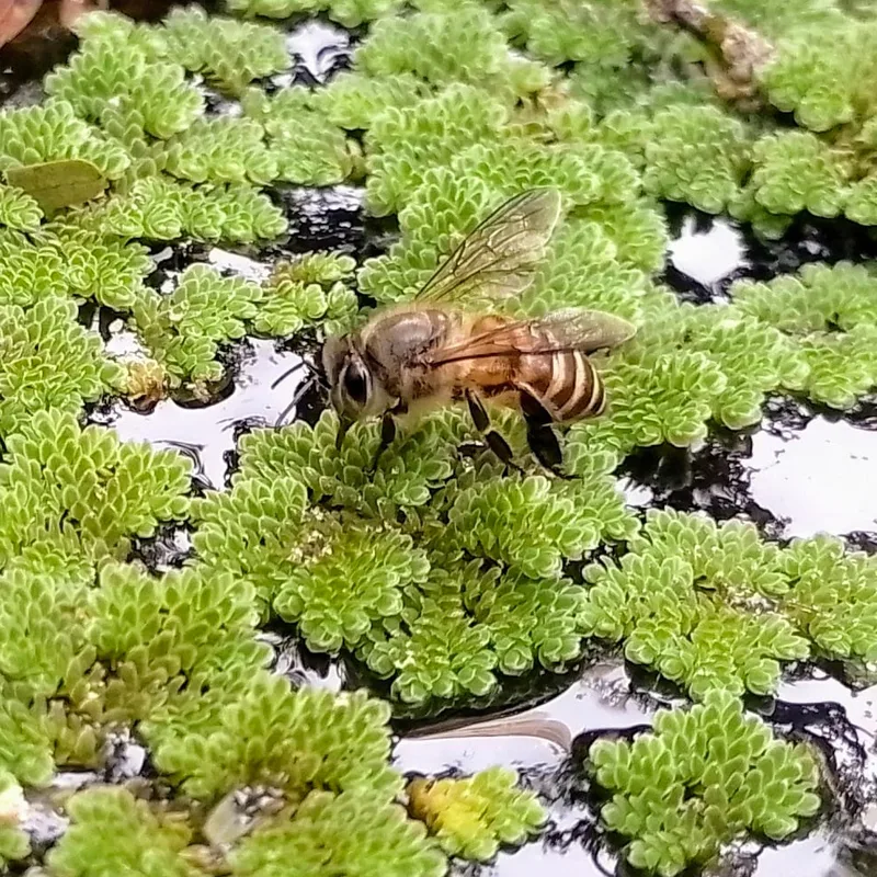 Azolla Pinnata