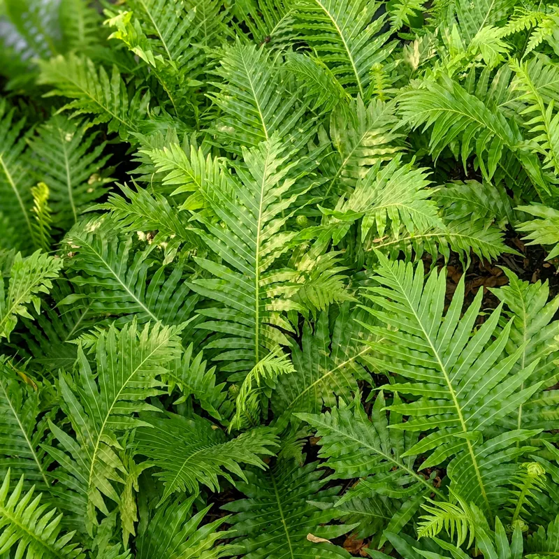 Blechnum Gibbum