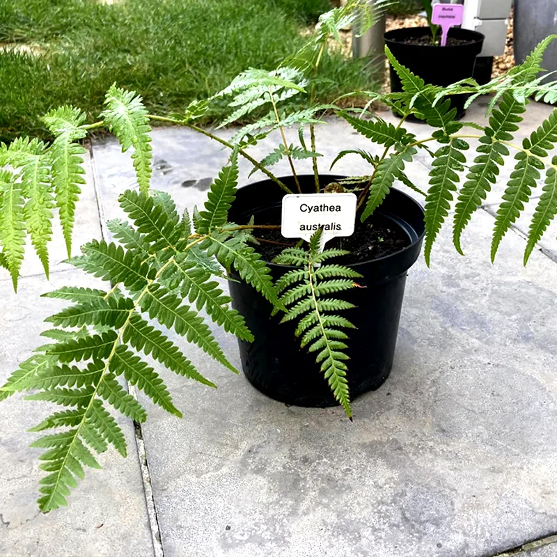 Cyathea Australis