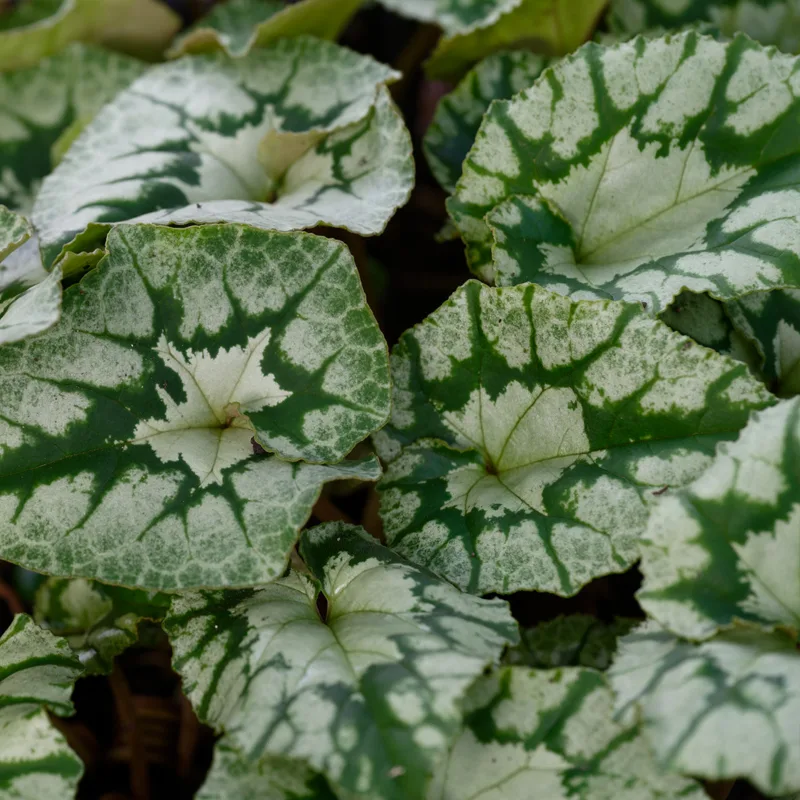 Cyclamen Hederifolium