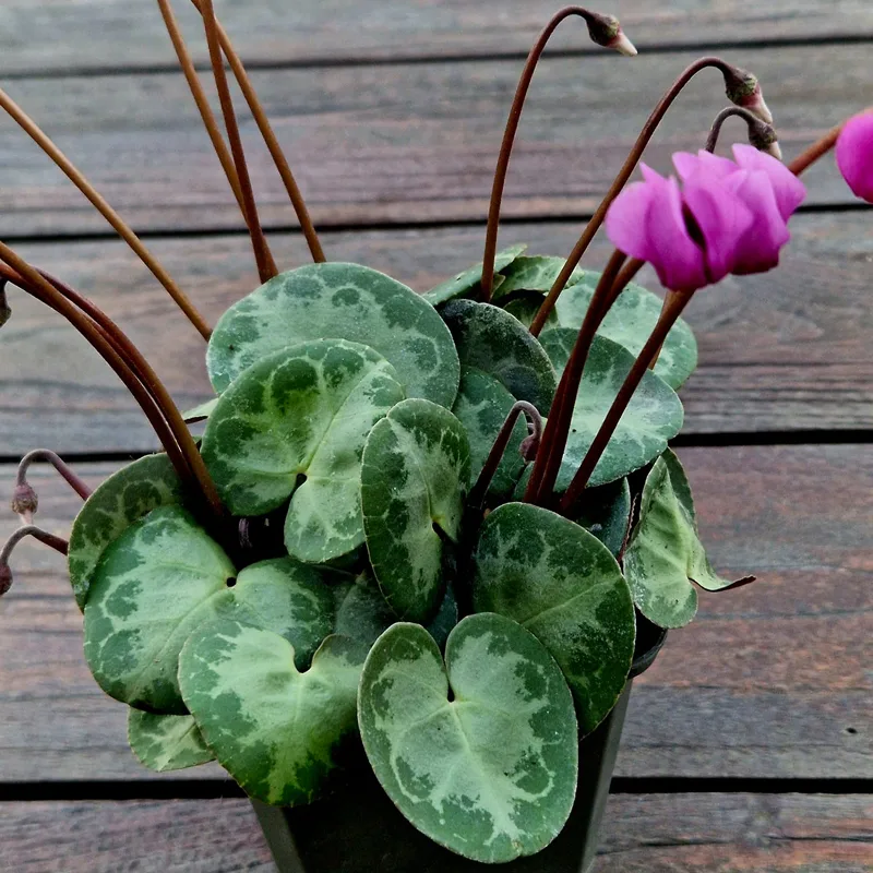 Cyclamen Purpurascens