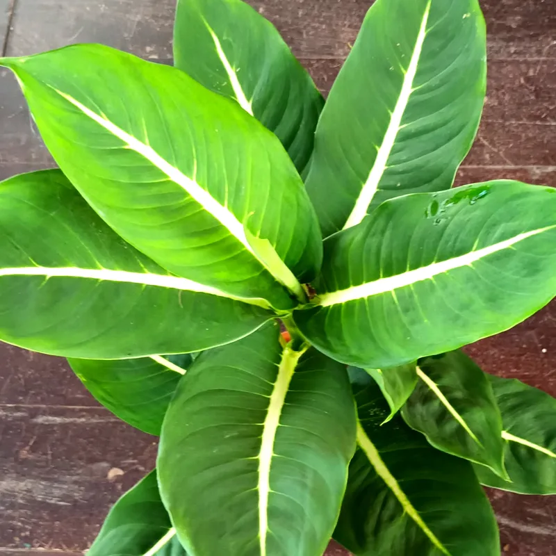 Dieffenbachia Green Magic