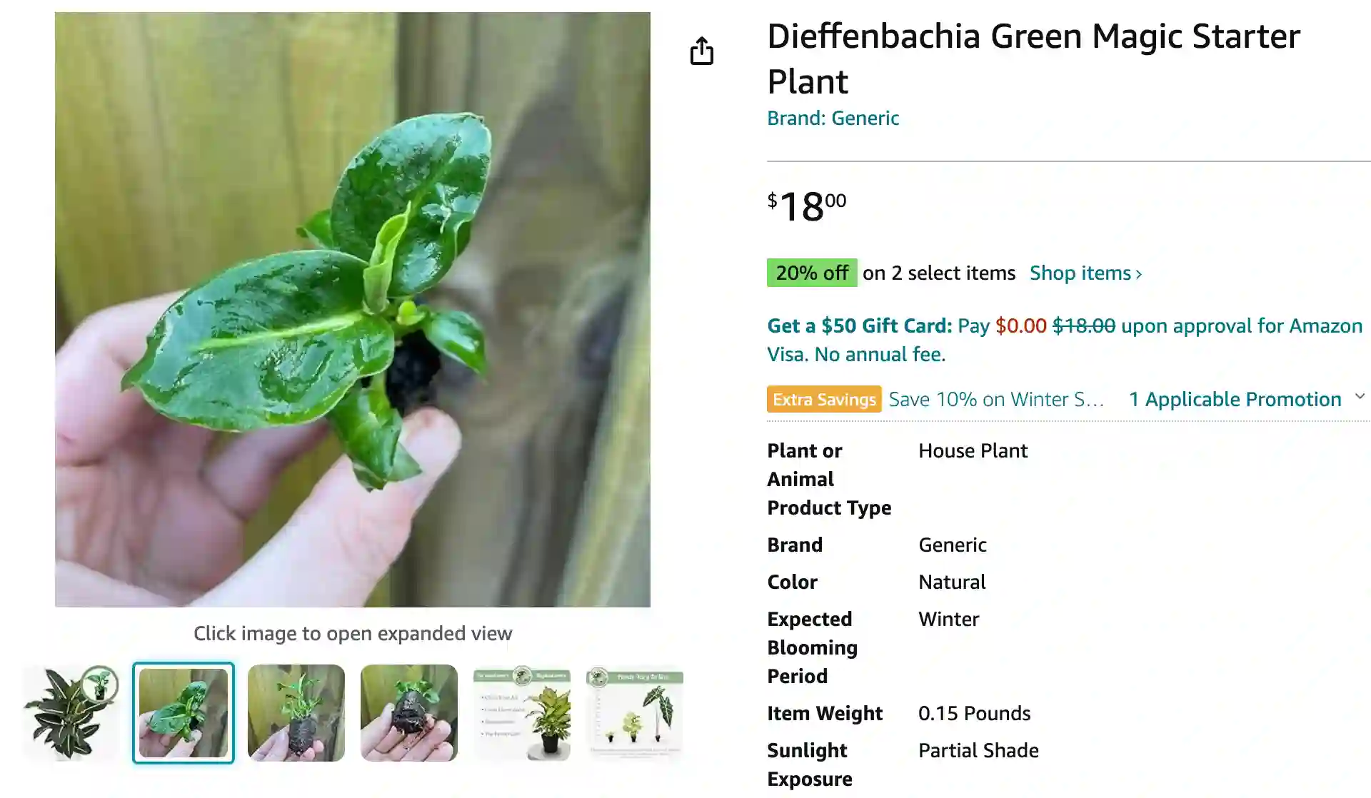 Dieffenbachia Green Magic | Monsteraholic