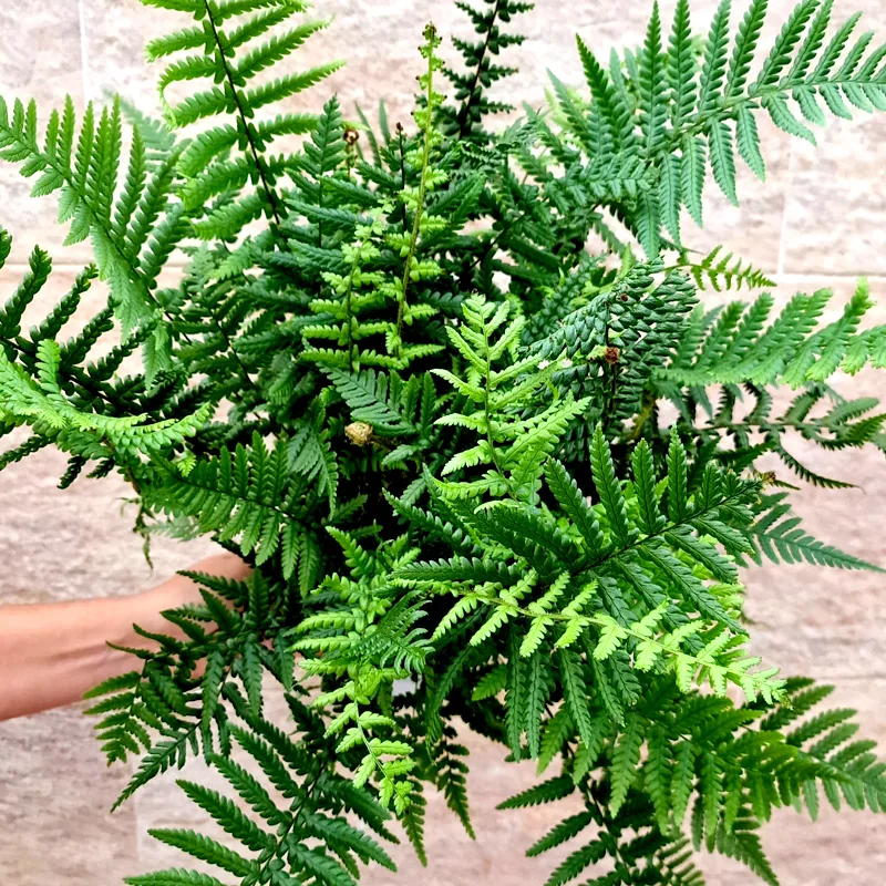 Dryopteris Affinis