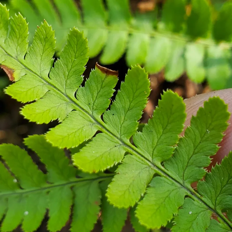 Dryopteris Arguta