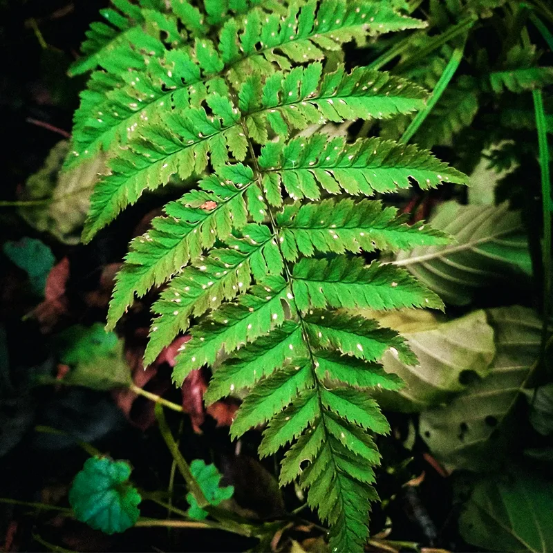 Dryopteris Carthusiana