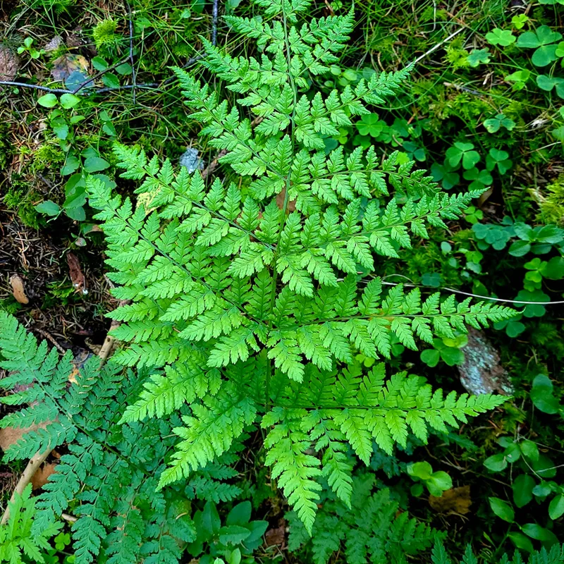 Dryopteris Expansa