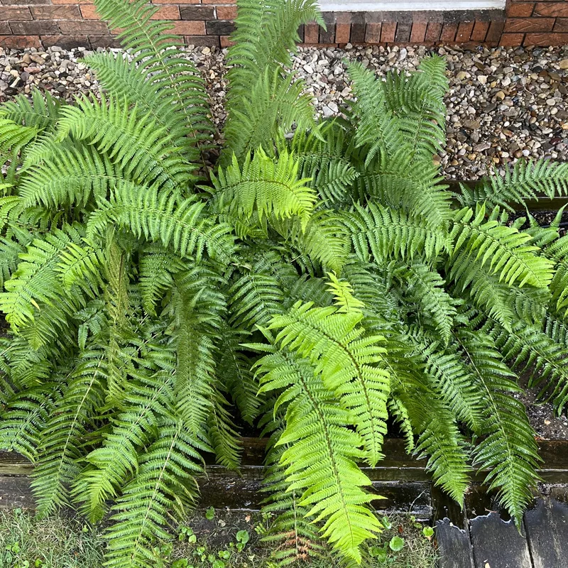 Dryopteris Filix-mas