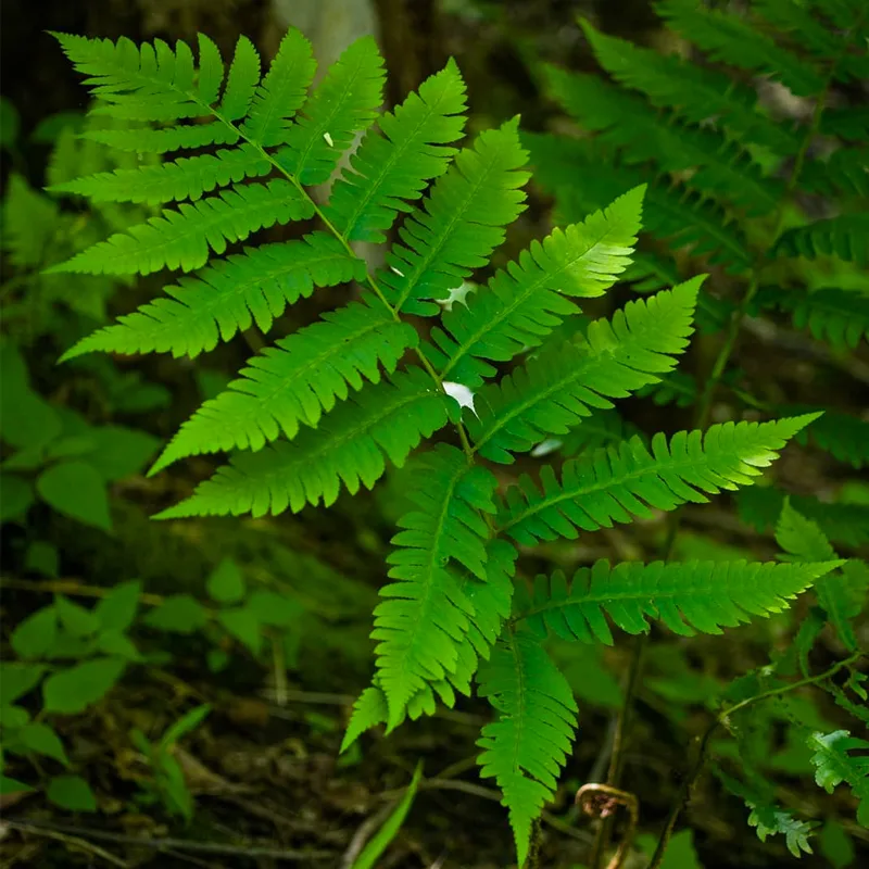 Dryopteris Goldiana