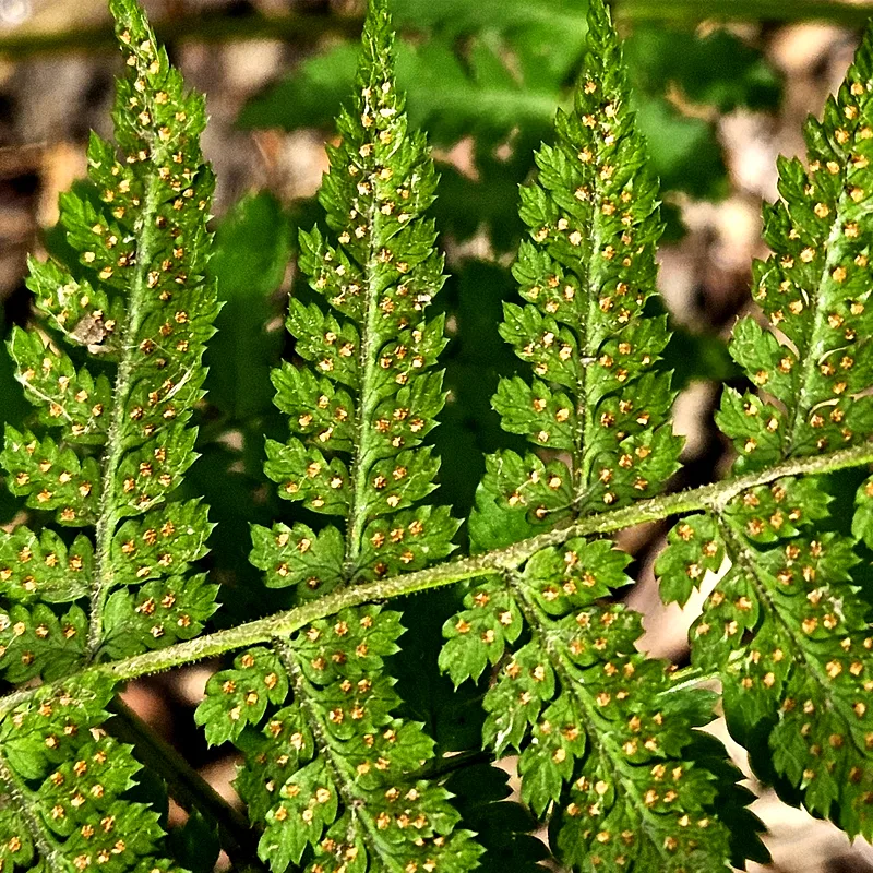 Dryopteris Intermedia