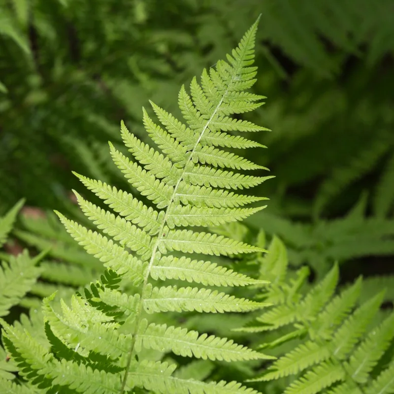 Dryopteris Ludoviciana