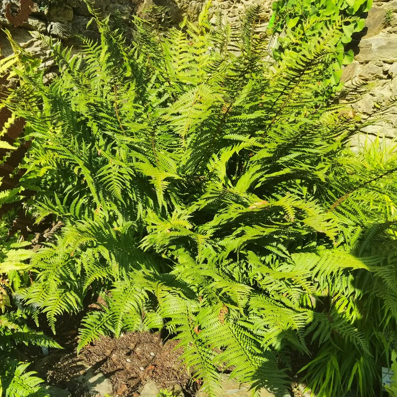 Dryopteris Wallichiana