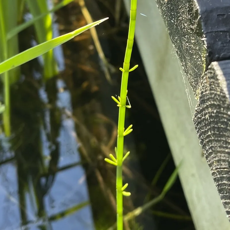 Equisetum Fluviatile