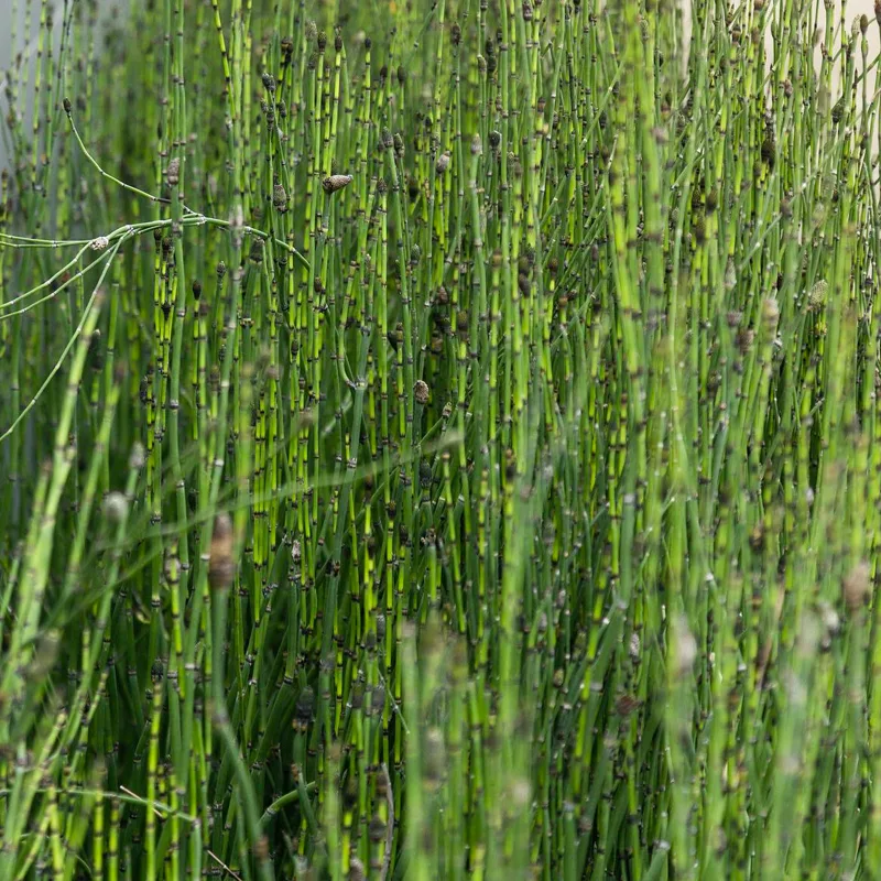 Equisetum Giganteum