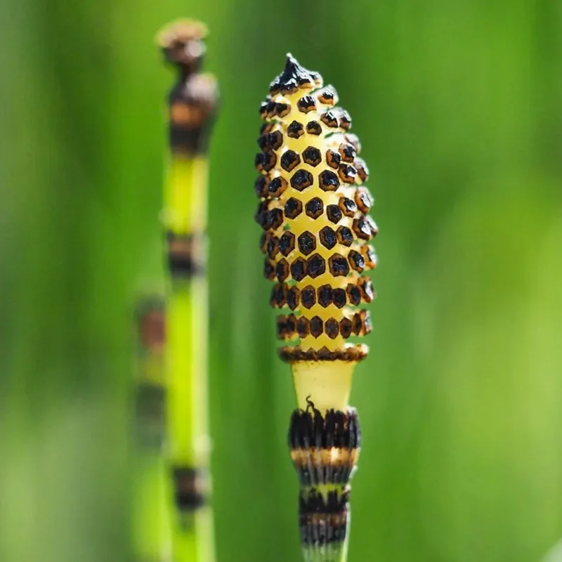 Equisetum Laevigatum