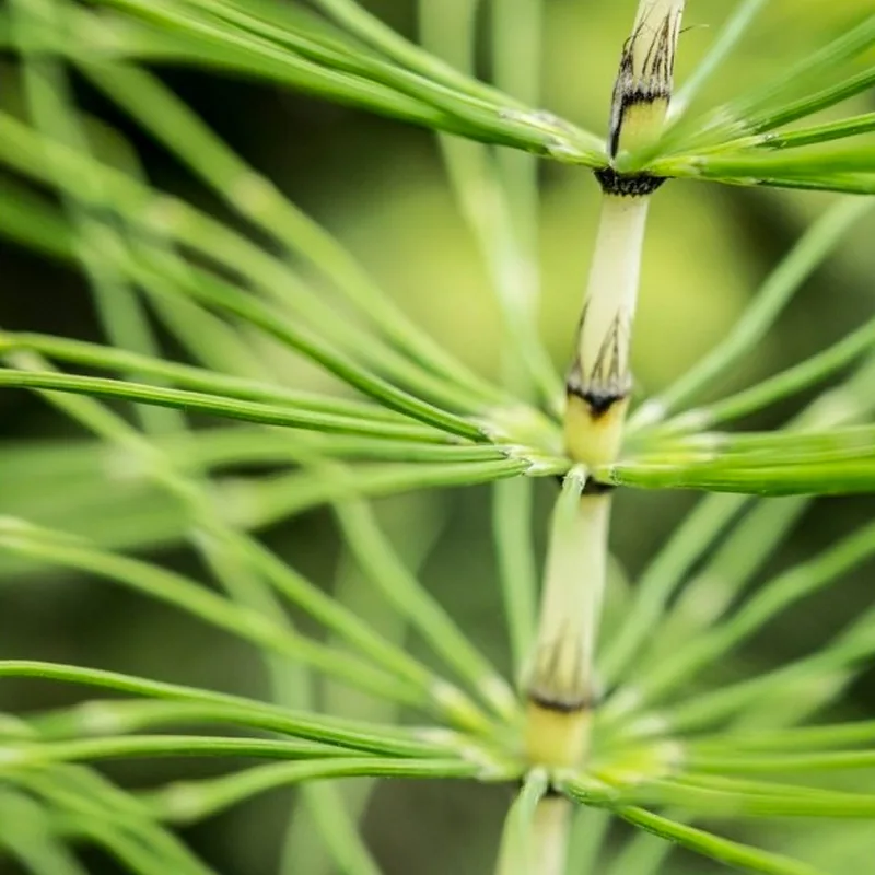 Equisetum Palustre