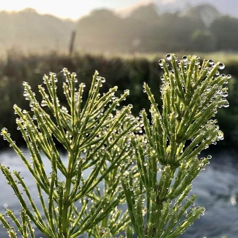 Equisetum Pratense