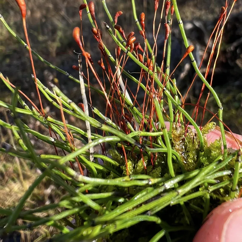 Equisetum Scirpoides