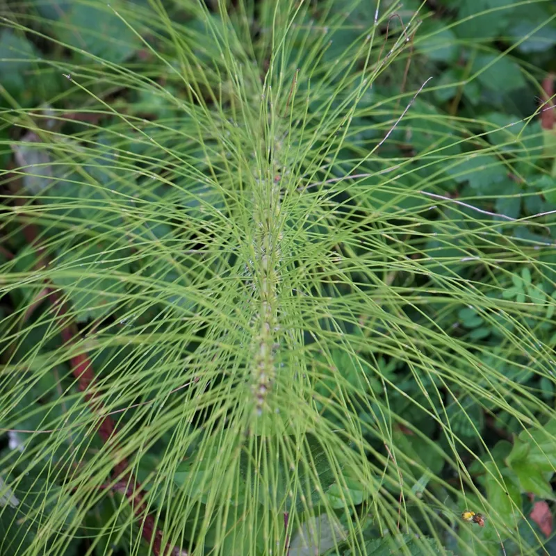 Equisetum Sylvaticum