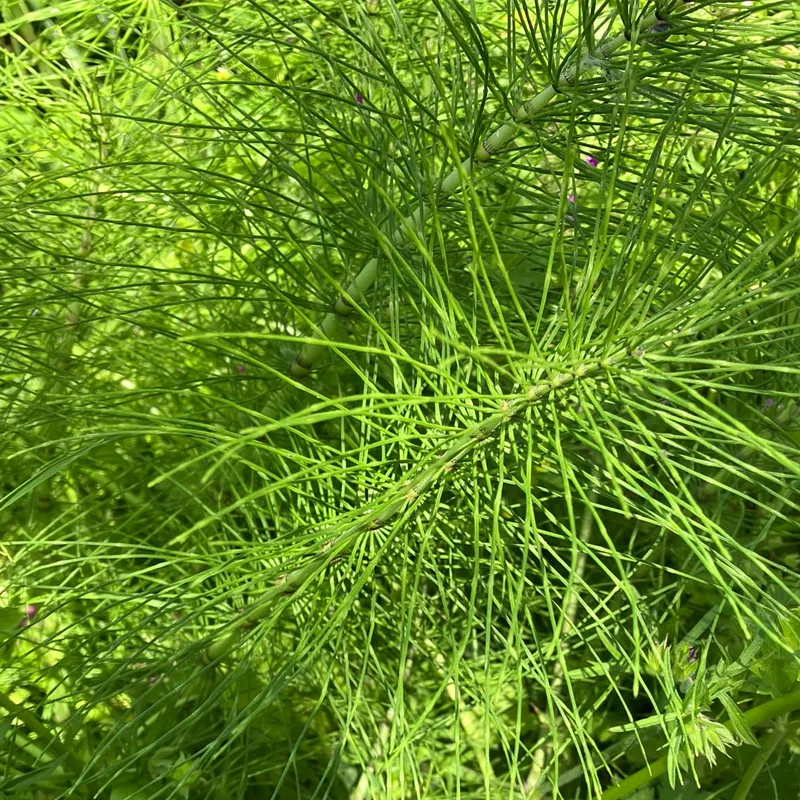 Equisetum Telmateia