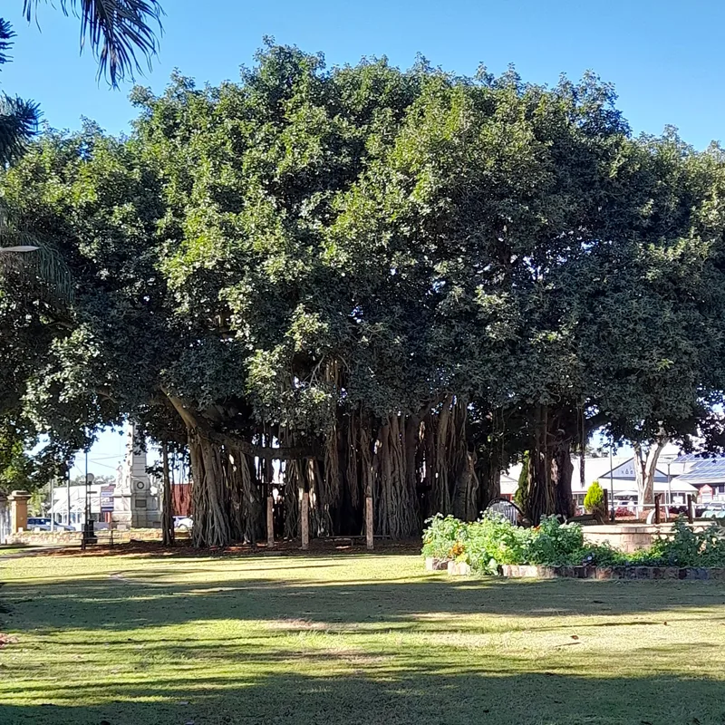 Ficus Aurea