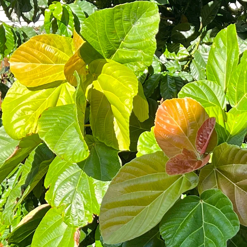 Ficus Auriculata