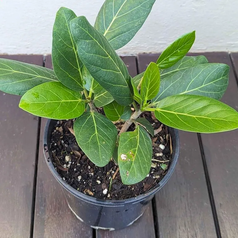 How to Plant, Grow and Care For Ficus Benghalensis Audrey