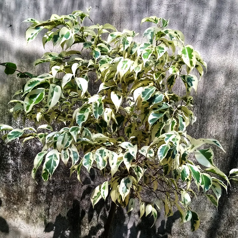 Ficus Benjamina Variegata