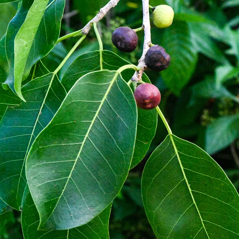 Ficus Citrifolia