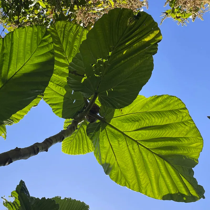 Ficus Dammaropsis