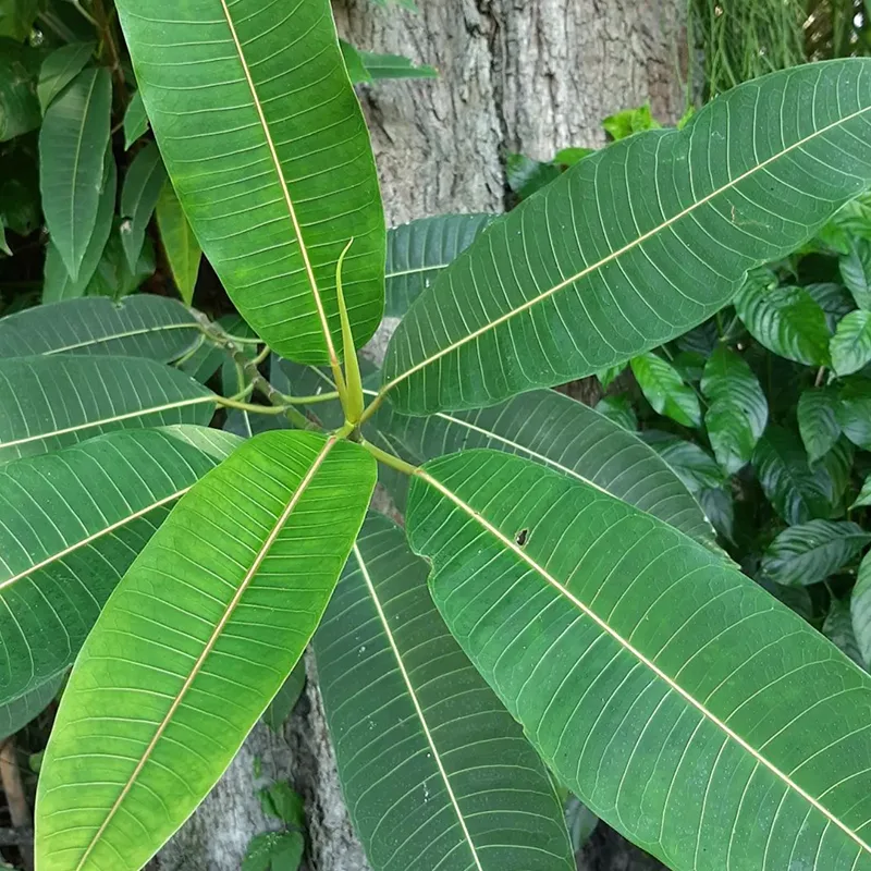 Ficus Insipida