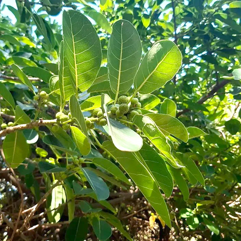 Ficus Luschnathiana