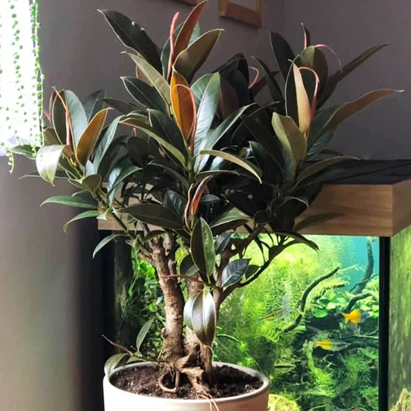 Ficus Melany