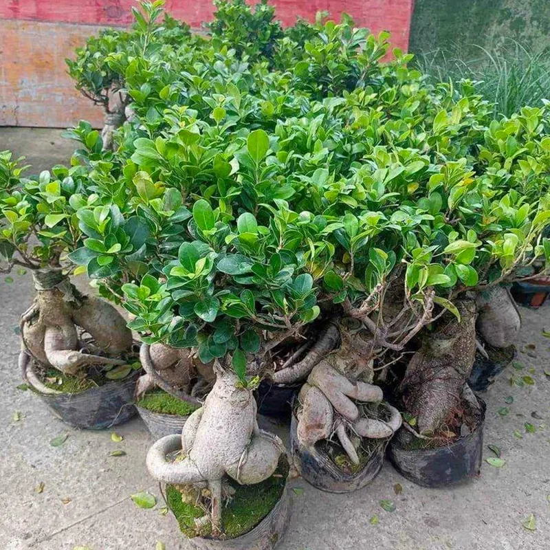 Ficus Microcarpa